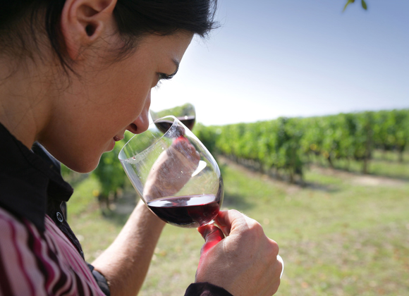 dégustation de vins dans les vignobles